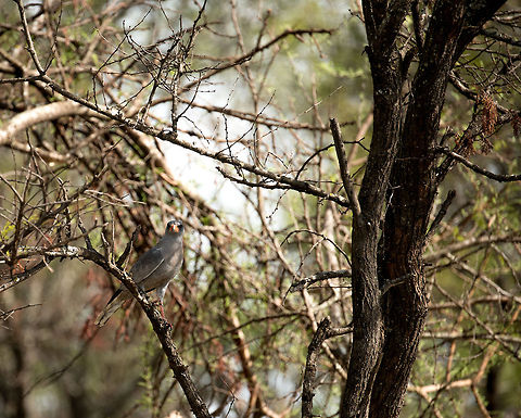 Dark Chanting Goshawk in Northern Serengeti Acacia Tree Our only spotting of this bird during the entire trip, I particularly like its name. Africa,Dark Chanting Goshawk,Melierax metabates,Serengeti National Park,Serengeti North,Serengeti area,Tanzania
