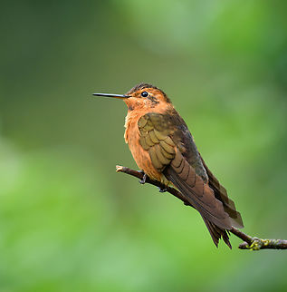 Shining sunbeam - closeup, Hacienda El Bosque, Colombia  Aglaeactis cupripennis,Colombia,Colombia 2022,Fall,Geotagged,Hacienda El Bosque,Shining sunbeam,South America,World
