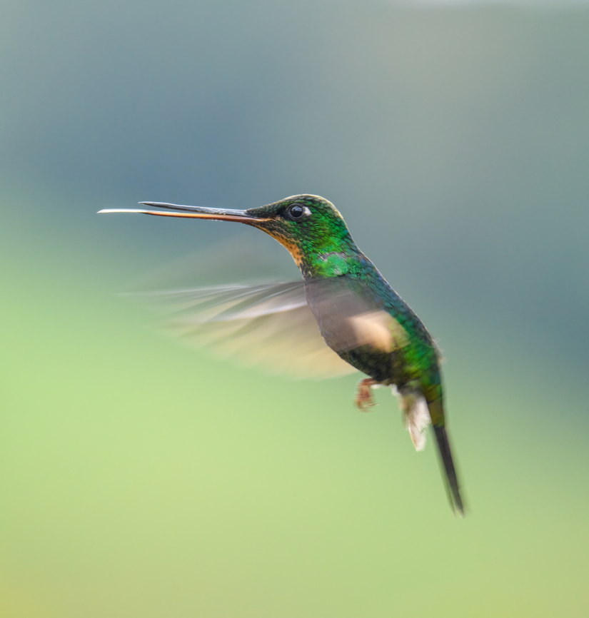 Buff-winged starfrontlet, Hacienda El Bosque, Colombia In-flight near a feeder. Buff-winged starfrontlet,Coeligena lutetiae,Colombia,Colombia 2022,Fall,Geotagged,Hacienda El Bosque,South America,World
