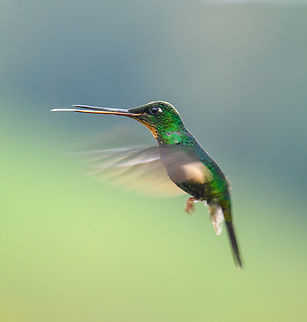 Buff-winged starfrontlet, Hacienda El Bosque, Colombia In-flight near a feeder. Buff-winged starfrontlet,Coeligena lutetiae,Colombia,Colombia 2022,Fall,Geotagged,Hacienda El Bosque,South America,World