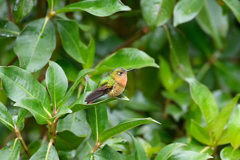 Tyrian metaltail - female, Hacienda El Bosque, Colombia Near a feeder. Colombia,Colombia 2022,Fall,Geotagged,Hacienda El Bosque,Metallura tyrianthina,South America,Tyrian metaltail,World