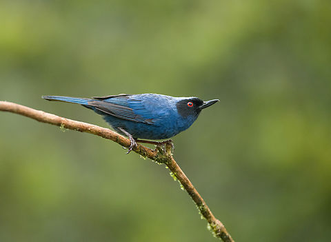 Masked flowerpiercer - perched, Hacienda El Bosque, Colombia  Colombia,Colombia 2022,Diglossopis cyanea,Fall,Geotagged,Hacienda El Bosque,Masked flowerpiercer,South America,World