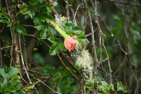 Passiflora mixta var. eriantha, Hacienda El Bosque, Colombia  Colombia,Colombia 2022,Fall,Geotagged,Hacienda El Bosque,Northern Banana Passionfruit,Passiflora mixta,South America,World