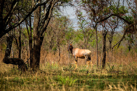 Proud Topi in full sun, Northern Serengeti  Africa,Damaliscus korrigum,Serengeti National Park,Serengeti North,Serengeti area,Tanzania,Topi