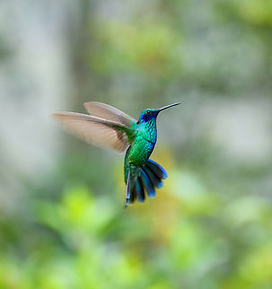 Sparkling violetear - inflight, Hacienda El Bosque, Colombia  Colibri coruscans,Colombia,Colombia 2022,Fall,Geotagged,Hacienda El Bosque,South America,Sparkling violetear,World