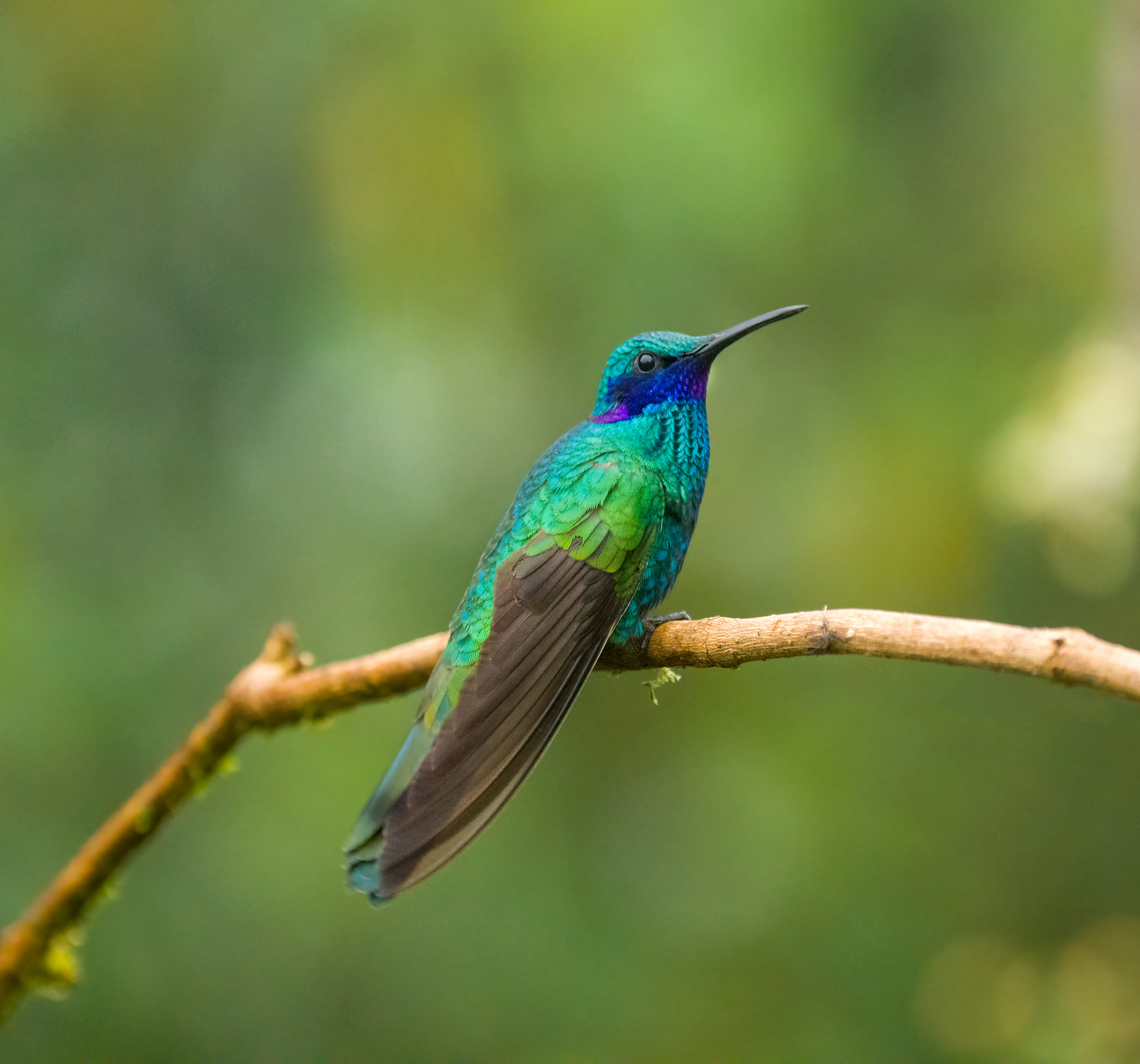 Sparkling violetear - perched, Hacienda El Bosque, Colombia Near a feeder. Colibri coruscans,Colombia,Colombia 2022,Fall,Geotagged,Hacienda El Bosque,South America,Sparkling violetear,World