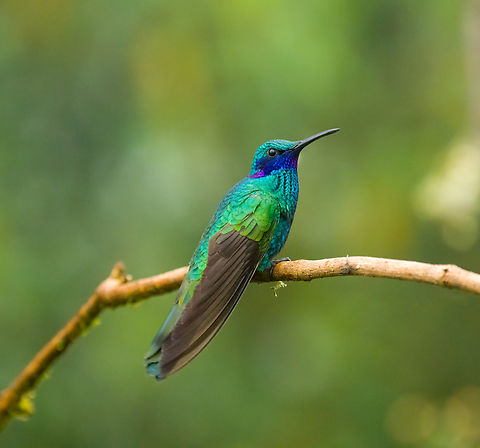 Sparkling violetear - perched, Hacienda El Bosque, Colombia Near a feeder. Colibri coruscans,Colombia,Colombia 2022,Fall,Geotagged,Hacienda El Bosque,South America,Sparkling violetear,World