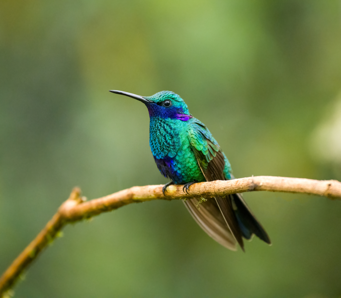 Sparkling violetear - closeup, Hacienda El Bosque, Colombia A very cooperative model bird. Colibri coruscans,Colombia,Colombia 2022,Fall,Geotagged,Hacienda El Bosque,South America,Sparkling violetear,World