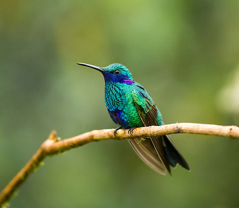 Sparkling violetear - closeup, Hacienda El Bosque, Colombia A very cooperative model bird. Colibri coruscans,Colombia,Colombia 2022,Fall,Geotagged,Hacienda El Bosque,South America,Sparkling violetear,World