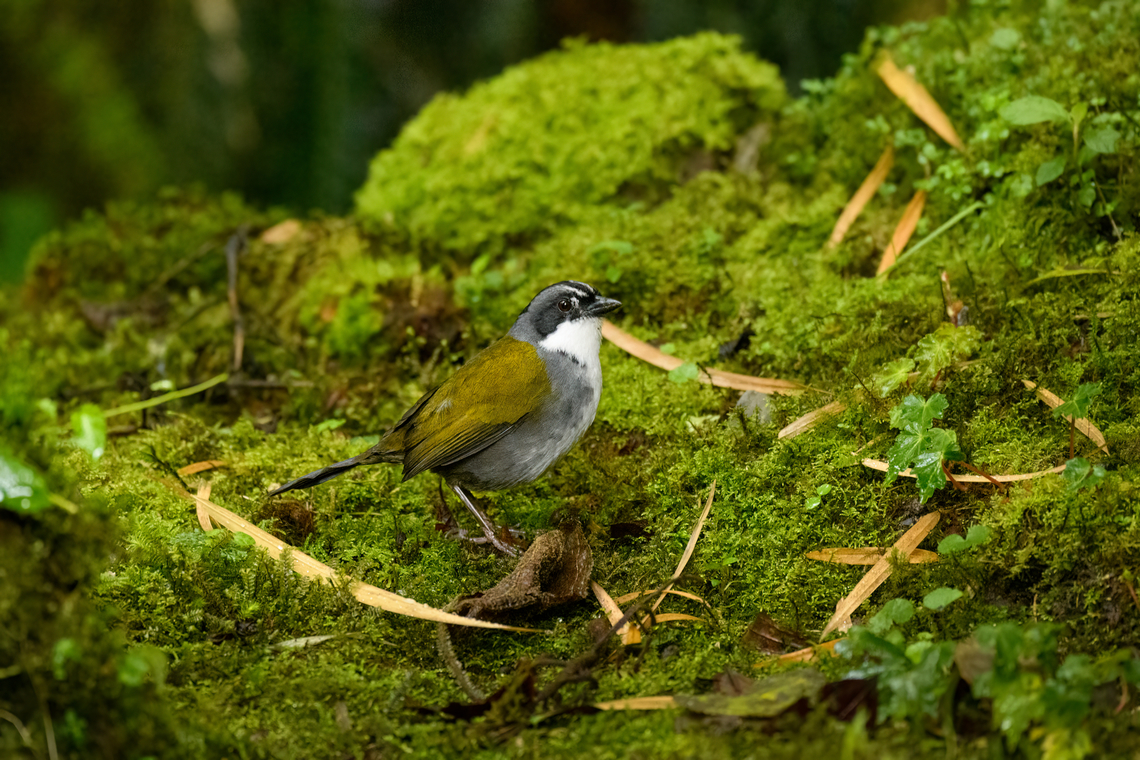 Gray-browed Brushfinch, Hacienda El Bosque, Colombia In my old birds app called the Stripe-headed Brush Finch. Arremon assimilis,Colombia,Colombia 2022,Fall,Geotagged,Gray-browed Brushfinch,Hacienda El Bosque,South America,World