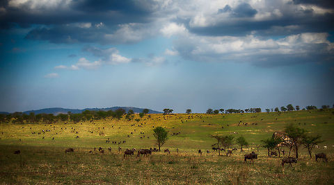 Field of Wildebeest as part of Great Migration, Northern Serengeti Another area cleared, let's move on... Africa,Blue wildebeest,Connochaetes taurinus,Serengeti National Park,Serengeti North,Serengeti area,Tanzania