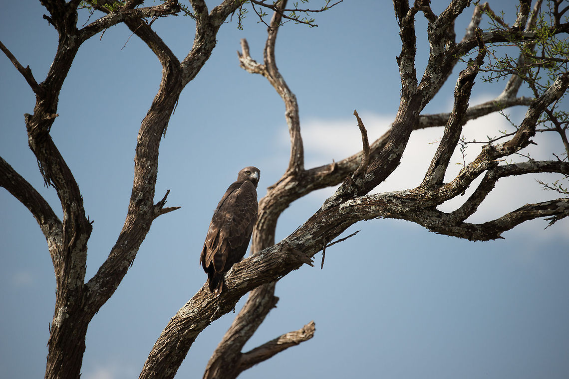 Verreauxs Eagle in Acacia tree, Serengeti North A large, thinly-spread eagle found in the Serengeti, typically close to rocky formations where it finds it favorite prey: Rock Hyrax. It also feeds on Dik-diks and young Klipspringers. Africa,Aquila verreauxii,Serengeti National Park,Serengeti North,Serengeti area,Tanzania,Verreauxs Eagle