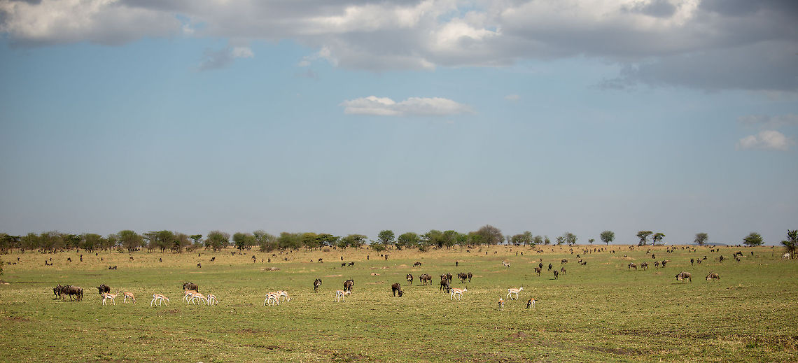Tommies and Wildebeests clearing fields in Great Migration, Serengeti North  Africa,Eudorcas thomsonii,Serengeti National Park,Serengeti North,Serengeti area,Tanzania,Thomsons gazelle