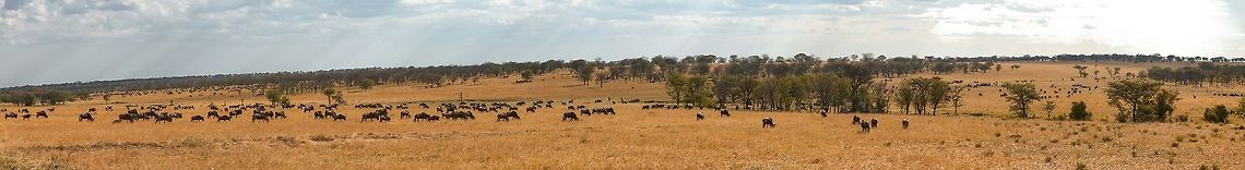 Great Migration Mega Panorama, Serengeti North Instructions:<br />
1. Sign in, if not signed in already<br />
2. Click on the above photo to show it full screen<br />
3. Click the &quot;target&quot; icon and wait for the original to load<br />
4. Zoom an pan around Africa,Blue wildebeest,Connochaetes taurinus,Serengeti National Park,Serengeti North,Serengeti area,Tanzania