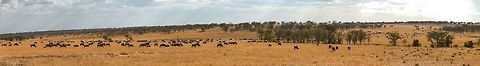 Great Migration Mega Panorama, Serengeti North Instructions:
1. Sign in, if not signed in already
2. Click on the above photo to show it full screen
3. Click the "target" icon and wait for the original to load
4. Zoom an pan around Africa,Blue wildebeest,Connochaetes taurinus,Serengeti National Park,Serengeti North,Serengeti area,Tanzania