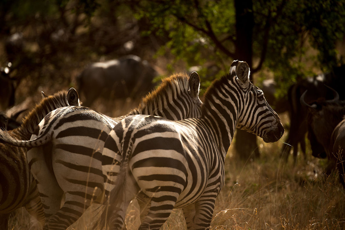 Zebras navigating dense bushes in Serengeti North Zebras lead the Great Migration. Where the Serengeti areas is mostly very flat, they do have to eventually navigate some ares with more vegetation, leading to amusing traffic jams. Africa,Equus quagga,Plains zebra,Serengeti National Park,Serengeti North,Serengeti area,Tanzania