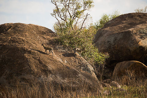 Klipspringers on kopje, Serengeti North  Africa,Klipspringer,Oreotragus oreotragus,Serengeti National Park,Serengeti North,Serengeti area,Tanzania