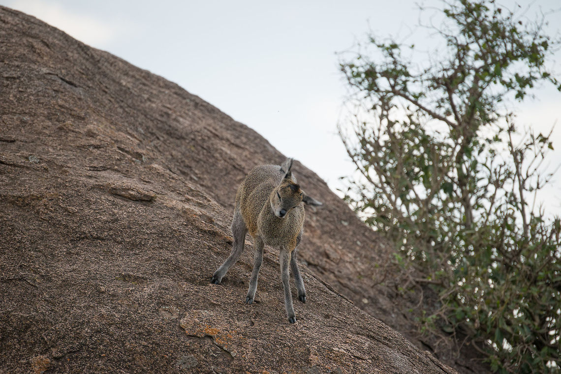Klipspringer scratching on kopje, Serengeti North  Africa,Klipspringer,Oreotragus oreotragus,Serengeti National Park,Serengeti North,Serengeti area,Tanzania