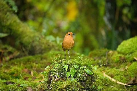 Equatorial antpitta, Hacienda El Bosque, Colombia This is one of two antpitta species that can potentially be seen at Hacienda El Bosque. The birds are trained to appear by making an attractive setting, a daily juicy worm, and the familiar sounds of an antpitta whisperer. This one took about an hour of luring to make a brief appearance.
https://www.jungledragon.com/image/148819/equatorial_antpitta_-_frontal_hacienda_el_bosque_colombia.html
https://www.jungledragon.com/image/148817/equatorial_antpitta_-_closeup_hacienda_el_bosque_colombia.html
https://www.jungledragon.com/image/148818/equatorial_antpitta_-_foraging_hacienda_el_bosque_colombia.html
The other species is the crescent-faced antpitta, which we did not see and had not appeared for weeks. @DR_M_Z did manage to capture it at this site:

https://www.jungledragon.com/image/92985/crescent-faced_antpitta.html Colombia,Colombia 2022,Equatorial antpitta,Fall,Geotagged,Grallaria saturata,Hacienda El Bosque,South America,World