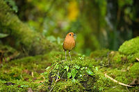 Equatorial antpitta, Hacienda El Bosque, Colombia This is one of two antpitta species that can potentially be seen at Hacienda El Bosque. The birds are trained to appear by making an attractive setting, a daily juicy worm, and the familiar sounds of an antpitta whisperer. This one took about an hour of luring to make a brief appearance.<br />
https://www.jungledragon.com/image/148819/equatorial_antpitta_-_frontal_hacienda_el_bosque_colombia.html<br />
https://www.jungledragon.com/image/148817/equatorial_antpitta_-_closeup_hacienda_el_bosque_colombia.html<br />
https://www.jungledragon.com/image/148818/equatorial_antpitta_-_foraging_hacienda_el_bosque_colombia.html<br />
The other species is the crescent-faced antpitta, which we did not see and had not appeared for weeks. @DR_M_Z did manage to capture it at this site:<br />
<br />
https://www.jungledragon.com/image/92985/crescent-faced_antpitta.html Colombia,Colombia 2022,Equatorial antpitta,Fall,Geotagged,Grallaria saturata,Hacienda El Bosque,South America,World
