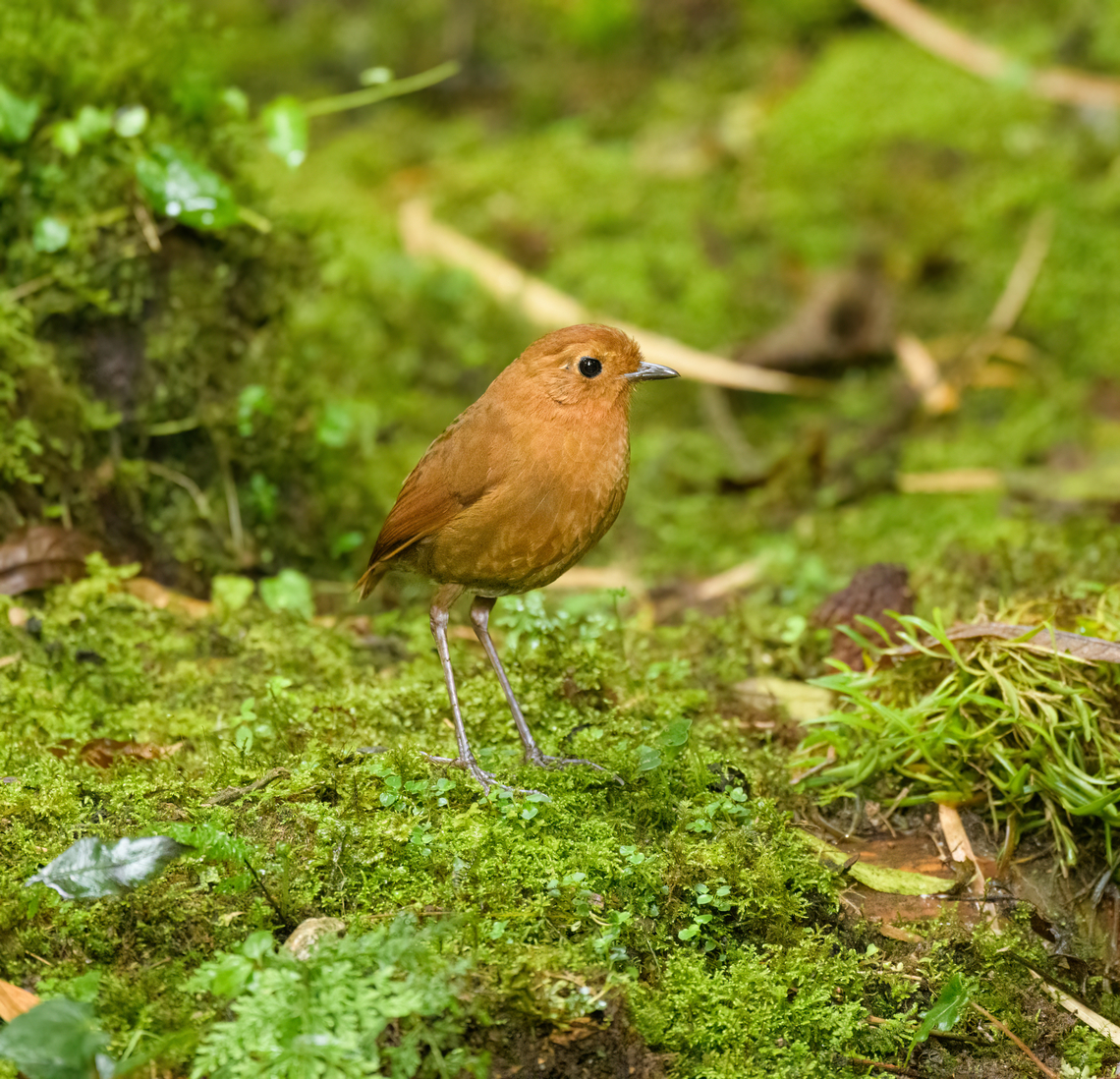 Equatorial antpitta - closeup, Hacienda El Bosque, Colombia This is one of two antpitta species that can potentially be seen at Hacienda El Bosque. The birds are trained to appear by making an attractive setting, a daily juicy worm, and the familiar sounds of an antpitta whisperer. This one took about an hour of luring to make a brief appearance.<br />
<figure class="photo"><a href="https://www.jungledragon.com/image/148816/equatorial_antpitta_hacienda_el_bosque_colombia.html" title="Equatorial antpitta, Hacienda El Bosque, Colombia"><img src="https://s3.amazonaws.com/media.jungledragon.com/images/2/148816_thumb.jpg?AWSAccessKeyId=05GMT0V3GWVNE7GGM1R2&Expires=1759968010&Signature=RG%2FCjlzNmR%2BVJr8oCIrIYycg%2Bf8%3D" width="200" height="134" alt="Equatorial antpitta, Hacienda El Bosque, Colombia This is one of two antpitta species that can potentially be seen at Hacienda El Bosque. The birds are trained to appear by making an attractive setting, a daily juicy worm, and the familiar sounds of an antpitta whisperer. This one took about an hour of luring to make a brief appearance.<br />
https://www.jungledragon.com/image/148819/equatorial_antpitta_-_frontal_hacienda_el_bosque_colombia.html<br />
https://www.jungledragon.com/image/148817/equatorial_antpitta_-_closeup_hacienda_el_bosque_colombia.html<br />
https://www.jungledragon.com/image/148818/equatorial_antpitta_-_foraging_hacienda_el_bosque_colombia.html<br />
The other species is the crescent-faced antpitta, which we did not see and had not appeared for weeks. @DR_M_Z did manage to capture it at this site:<br />
<br />
https://www.jungledragon.com/image/92985/crescent-faced_antpitta.html Colombia,Colombia 2022,Equatorial antpitta,Fall,Geotagged,Grallaria saturata,Hacienda El Bosque,South America,World" /></a></figure><br />
<figure class="photo"><a href="https://www.jungledragon.com/image/148819/equatorial_antpitta_-_frontal_hacienda_el_bosque_colombia.html" title="Equatorial antpitta - frontal, Hacienda El Bosque, Colombia"><img src="https://s3.amazonaws.com/media.jungledragon.com/images/2/148819_thumb.jpg?AWSAccessKeyId=05GMT0V3GWVNE7GGM1R2&Expires=1759968010&Signature=eaicaGg5q%2FO1lKxNBFeStJjT5WY%3D" width="138" height="152" alt="Equatorial antpitta - frontal, Hacienda El Bosque, Colombia This is one of two antpitta species that can potentially be seen at Hacienda El Bosque. The birds are trained to appear by making an attractive setting, a daily juicy worm, and the familiar sounds of an antpitta whisperer. This one took about an hour of luring to make a brief appearance.<br />
https://www.jungledragon.com/image/148816/equatorial_antpitta_hacienda_el_bosque_colombia.html<br />
https://www.jungledragon.com/image/148817/equatorial_antpitta_-_closeup_hacienda_el_bosque_colombia.html<br />
https://www.jungledragon.com/image/148818/equatorial_antpitta_-_foraging_hacienda_el_bosque_colombia.html<br />
The other species is the crescent-faced antpitta, which we did not see and had not appeared for weeks. @DR_M_Z did manage to capture it at this site:<br />
<br />
https://www.jungledragon.com/image/92985/crescent-faced_antpitta.html Colombia,Colombia 2022,Equatorial antpitta,Fall,Geotagged,Grallaria saturata,Hacienda El Bosque,South America,World" /></a></figure><br />
<figure class="photo"><a href="https://www.jungledragon.com/image/148818/equatorial_antpitta_-_foraging_hacienda_el_bosque_colombia.html" title="Equatorial antpitta - foraging, Hacienda El Bosque, Colombia"><img src="https://s3.amazonaws.com/media.jungledragon.com/images/2/148818_thumb.jpg?AWSAccessKeyId=05GMT0V3GWVNE7GGM1R2&Expires=1759968010&Signature=zH7p7sKVqCr13hhEc5Nsz7ZuX6Q%3D" width="200" height="134" alt="Equatorial antpitta - foraging, Hacienda El Bosque, Colombia This is one of two antpitta species that can potentially be seen at Hacienda El Bosque. The birds are trained to appear by making an attractive setting, a daily juicy worm, and the familiar sounds of an antpitta whisperer. This one took about an hour of luring to make a brief appearance.<br />
https://www.jungledragon.com/image/148816/equatorial_antpitta_hacienda_el_bosque_colombia.html<br />
https://www.jungledragon.com/image/148819/equatorial_antpitta_-_frontal_hacienda_el_bosque_colombia.html<br />
https://www.jungledragon.com/image/148817/equatorial_antpitta_-_closeup_hacienda_el_bosque_colombia.html<br />
The other species is the crescent-faced antpitta, which we did not see and had not appeared for weeks. @DR_M_Z did manage to capture it at this site:<br />
<br />
https://www.jungledragon.com/image/92985/crescent-faced_antpitta.html Colombia,Colombia 2022,Equatorial antpitta,Fall,Geotagged,Grallaria saturata,Hacienda El Bosque,South America,World" /></a></figure><br />
The other species is the crescent-faced antpitta, which we did not see and had not appeared for weeks. @DR_M_Z did manage to capture it at this site:<br />
<br />
<figure class="photo"><a href="https://www.jungledragon.com/image/92985/crescent-faced_antpitta.html" title="Crescent-faced Antpitta"><img src="https://s3.amazonaws.com/media.jungledragon.com/images/3059/92985_thumb.jpg?AWSAccessKeyId=05GMT0V3GWVNE7GGM1R2&Expires=1759968010&Signature=W8%2B21l2i%2FZeRPqZp%2F6TV3A%2FJ6Vg%3D" width="200" height="134" alt="Crescent-faced Antpitta at Hacienda El Bosque, V&iacute;a Panamericana, Manizales, Caldas, Colombia.  Colombia,Crescent-faced antpitta,Geotagged,Grallaricula lineifrons,Hacienda El Bosque,Winter" /></a></figure> Colombia,Colombia 2022,Equatorial antpitta,Fall,Geotagged,Grallaria saturata,Hacienda El Bosque,South America,World