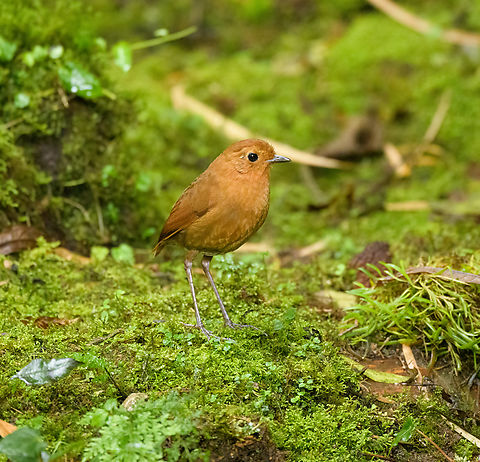 Equatorial antpitta - closeup, Hacienda El Bosque, Colombia This is one of two antpitta species that can potentially be seen at Hacienda El Bosque. The birds are trained to appear by making an attractive setting, a daily juicy worm, and the familiar sounds of an antpitta whisperer. This one took about an hour of luring to make a brief appearance.
https://www.jungledragon.com/image/148816/equatorial_antpitta_hacienda_el_bosque_colombia.html
https://www.jungledragon.com/image/148819/equatorial_antpitta_-_frontal_hacienda_el_bosque_colombia.html
https://www.jungledragon.com/image/148818/equatorial_antpitta_-_foraging_hacienda_el_bosque_colombia.html
The other species is the crescent-faced antpitta, which we did not see and had not appeared for weeks. @DR_M_Z did manage to capture it at this site:

https://www.jungledragon.com/image/92985/crescent-faced_antpitta.html Colombia,Colombia 2022,Equatorial antpitta,Fall,Geotagged,Grallaria saturata,Hacienda El Bosque,South America,World