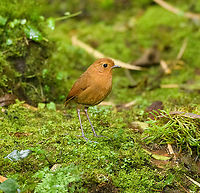 Equatorial antpitta - closeup, Hacienda El Bosque, Colombia This is one of two antpitta species that can potentially be seen at Hacienda El Bosque. The birds are trained to appear by making an attractive setting, a daily juicy worm, and the familiar sounds of an antpitta whisperer. This one took about an hour of luring to make a brief appearance.<br />
https://www.jungledragon.com/image/148816/equatorial_antpitta_hacienda_el_bosque_colombia.html<br />
https://www.jungledragon.com/image/148819/equatorial_antpitta_-_frontal_hacienda_el_bosque_colombia.html<br />
https://www.jungledragon.com/image/148818/equatorial_antpitta_-_foraging_hacienda_el_bosque_colombia.html<br />
The other species is the crescent-faced antpitta, which we did not see and had not appeared for weeks. @DR_M_Z did manage to capture it at this site:<br />
<br />
https://www.jungledragon.com/image/92985/crescent-faced_antpitta.html Colombia,Colombia 2022,Equatorial antpitta,Fall,Geotagged,Grallaria saturata,Hacienda El Bosque,South America,World