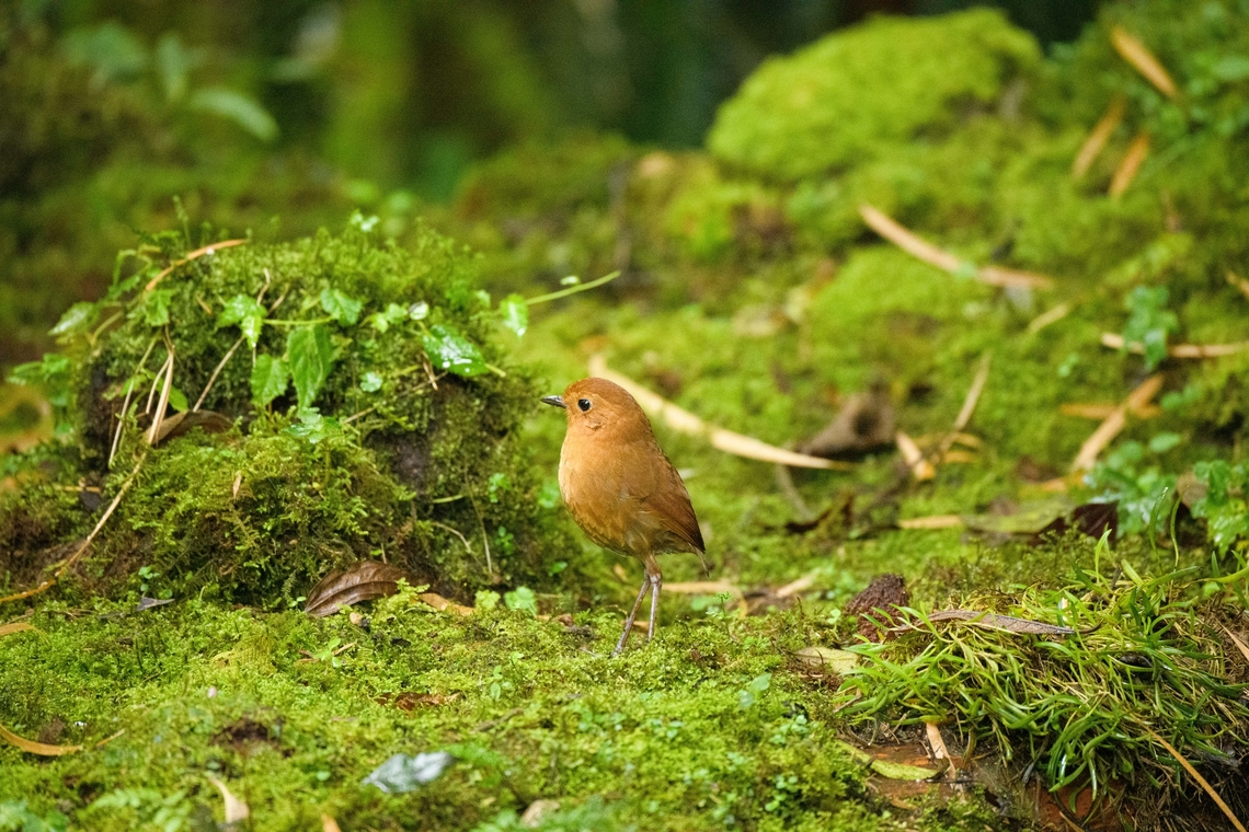Equatorial antpitta - foraging, Hacienda El Bosque, Colombia This is one of two antpitta species that can potentially be seen at Hacienda El Bosque. The birds are trained to appear by making an attractive setting, a daily juicy worm, and the familiar sounds of an antpitta whisperer. This one took about an hour of luring to make a brief appearance.<br />
<figure class="photo"><a href="https://www.jungledragon.com/image/148816/equatorial_antpitta_hacienda_el_bosque_colombia.html" title="Equatorial antpitta, Hacienda El Bosque, Colombia"><img src="https://s3.amazonaws.com/media.jungledragon.com/images/2/148816_thumb.jpg?AWSAccessKeyId=05GMT0V3GWVNE7GGM1R2&Expires=1769040010&Signature=QFjXz1cToUmVa%2FF5%2BegEkB3%2BT%2FY%3D" width="200" height="134" alt="Equatorial antpitta, Hacienda El Bosque, Colombia This is one of two antpitta species that can potentially be seen at Hacienda El Bosque. The birds are trained to appear by making an attractive setting, a daily juicy worm, and the familiar sounds of an antpitta whisperer. This one took about an hour of luring to make a brief appearance.<br />
https://www.jungledragon.com/image/148819/equatorial_antpitta_-_frontal_hacienda_el_bosque_colombia.html<br />
https://www.jungledragon.com/image/148817/equatorial_antpitta_-_closeup_hacienda_el_bosque_colombia.html<br />
https://www.jungledragon.com/image/148818/equatorial_antpitta_-_foraging_hacienda_el_bosque_colombia.html<br />
The other species is the crescent-faced antpitta, which we did not see and had not appeared for weeks. @DR_M_Z did manage to capture it at this site:<br />
<br />
https://www.jungledragon.com/image/92985/crescent-faced_antpitta.html Colombia,Colombia 2022,Equatorial antpitta,Fall,Geotagged,Grallaria saturata,Hacienda El Bosque,South America,World" /></a></figure><br />
<figure class="photo"><a href="https://www.jungledragon.com/image/148819/equatorial_antpitta_-_frontal_hacienda_el_bosque_colombia.html" title="Equatorial antpitta - frontal, Hacienda El Bosque, Colombia"><img src="https://s3.amazonaws.com/media.jungledragon.com/images/2/148819_thumb.jpg?AWSAccessKeyId=05GMT0V3GWVNE7GGM1R2&Expires=1769040010&Signature=F1fUtqFamhzKOYkKxdBjx%2Bv%2FMr4%3D" width="138" height="152" alt="Equatorial antpitta - frontal, Hacienda El Bosque, Colombia This is one of two antpitta species that can potentially be seen at Hacienda El Bosque. The birds are trained to appear by making an attractive setting, a daily juicy worm, and the familiar sounds of an antpitta whisperer. This one took about an hour of luring to make a brief appearance.<br />
https://www.jungledragon.com/image/148816/equatorial_antpitta_hacienda_el_bosque_colombia.html<br />
https://www.jungledragon.com/image/148817/equatorial_antpitta_-_closeup_hacienda_el_bosque_colombia.html<br />
https://www.jungledragon.com/image/148818/equatorial_antpitta_-_foraging_hacienda_el_bosque_colombia.html<br />
The other species is the crescent-faced antpitta, which we did not see and had not appeared for weeks. @DR_M_Z did manage to capture it at this site:<br />
<br />
https://www.jungledragon.com/image/92985/crescent-faced_antpitta.html Colombia,Colombia 2022,Equatorial antpitta,Fall,Geotagged,Grallaria saturata,Hacienda El Bosque,South America,World" /></a></figure><br />
<figure class="photo"><a href="https://www.jungledragon.com/image/148817/equatorial_antpitta_-_closeup_hacienda_el_bosque_colombia.html" title="Equatorial antpitta - closeup, Hacienda El Bosque, Colombia"><img src="https://s3.amazonaws.com/media.jungledragon.com/images/2/148817_thumb.jpg?AWSAccessKeyId=05GMT0V3GWVNE7GGM1R2&Expires=1769040010&Signature=dIvnZqeqrMSwfE3twBCqYI5nQVE%3D" width="200" height="194" alt="Equatorial antpitta - closeup, Hacienda El Bosque, Colombia This is one of two antpitta species that can potentially be seen at Hacienda El Bosque. The birds are trained to appear by making an attractive setting, a daily juicy worm, and the familiar sounds of an antpitta whisperer. This one took about an hour of luring to make a brief appearance.<br />
https://www.jungledragon.com/image/148816/equatorial_antpitta_hacienda_el_bosque_colombia.html<br />
https://www.jungledragon.com/image/148819/equatorial_antpitta_-_frontal_hacienda_el_bosque_colombia.html<br />
https://www.jungledragon.com/image/148818/equatorial_antpitta_-_foraging_hacienda_el_bosque_colombia.html<br />
The other species is the crescent-faced antpitta, which we did not see and had not appeared for weeks. @DR_M_Z did manage to capture it at this site:<br />
<br />
https://www.jungledragon.com/image/92985/crescent-faced_antpitta.html Colombia,Colombia 2022,Equatorial antpitta,Fall,Geotagged,Grallaria saturata,Hacienda El Bosque,South America,World" /></a></figure><br />
The other species is the crescent-faced antpitta, which we did not see and had not appeared for weeks. @DR_M_Z did manage to capture it at this site:<br />
<br />
<figure class="photo"><a href="https://www.jungledragon.com/image/92985/crescent-faced_antpitta.html" title="Crescent-faced Antpitta"><img src="https://s3.amazonaws.com/media.jungledragon.com/images/3059/92985_thumb.jpg?AWSAccessKeyId=05GMT0V3GWVNE7GGM1R2&Expires=1769040010&Signature=rTOAS4F%2BnKeP32xc4oDoV3X0p%2BE%3D" width="200" height="134" alt="Crescent-faced Antpitta at Hacienda El Bosque, V&iacute;a Panamericana, Manizales, Caldas, Colombia.  Colombia,Crescent-faced antpitta,Geotagged,Grallaricula lineifrons,Hacienda El Bosque,Winter" /></a></figure> Colombia,Colombia 2022,Equatorial antpitta,Fall,Geotagged,Grallaria saturata,Hacienda El Bosque,South America,World