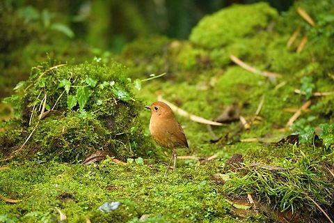 Equatorial antpitta - foraging, Hacienda El Bosque, Colombia This is one of two antpitta species that can potentially be seen at Hacienda El Bosque. The birds are trained to appear by making an attractive setting, a daily juicy worm, and the familiar sounds of an antpitta whisperer. This one took about an hour of luring to make a brief appearance.
https://www.jungledragon.com/image/148816/equatorial_antpitta_hacienda_el_bosque_colombia.html
https://www.jungledragon.com/image/148819/equatorial_antpitta_-_frontal_hacienda_el_bosque_colombia.html
https://www.jungledragon.com/image/148817/equatorial_antpitta_-_closeup_hacienda_el_bosque_colombia.html
The other species is the crescent-faced antpitta, which we did not see and had not appeared for weeks. @DR_M_Z did manage to capture it at this site:

https://www.jungledragon.com/image/92985/crescent-faced_antpitta.html Colombia,Colombia 2022,Equatorial antpitta,Fall,Geotagged,Grallaria saturata,Hacienda El Bosque,South America,World