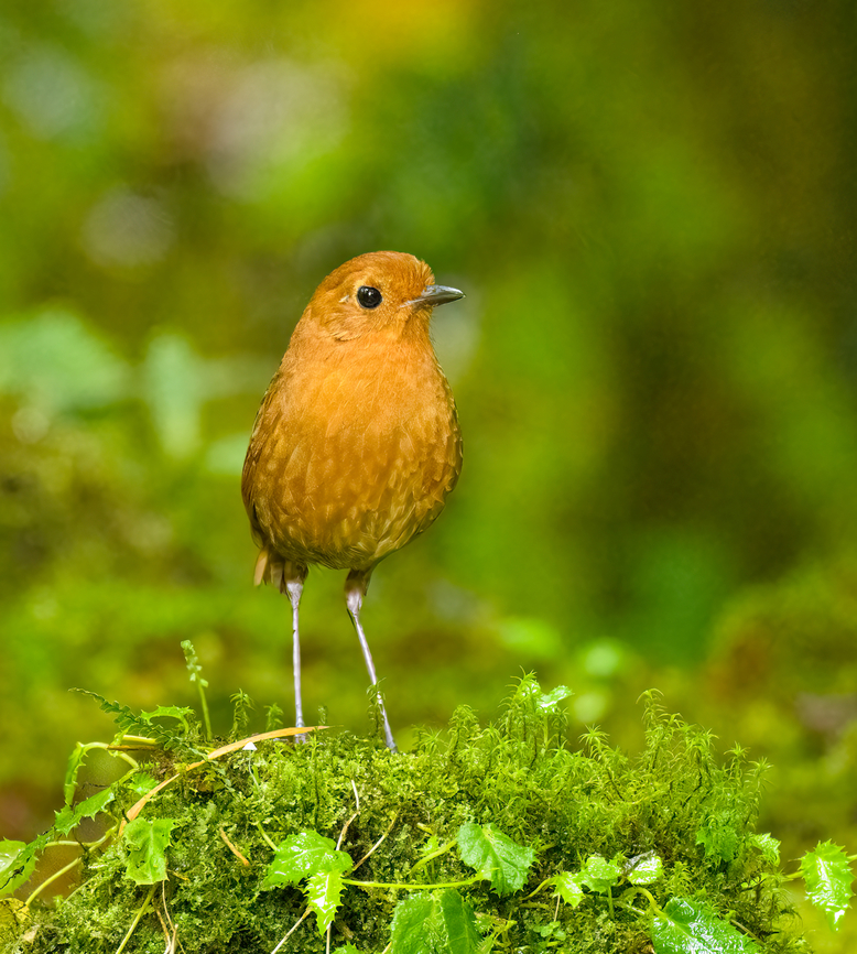 Equatorial antpitta - frontal, Hacienda El Bosque, Colombia This is one of two antpitta species that can potentially be seen at Hacienda El Bosque. The birds are trained to appear by making an attractive setting, a daily juicy worm, and the familiar sounds of an antpitta whisperer. This one took about an hour of luring to make a brief appearance.<br />
<figure class="photo"><a href="https://www.jungledragon.com/image/148816/equatorial_antpitta_hacienda_el_bosque_colombia.html" title="Equatorial antpitta, Hacienda El Bosque, Colombia"><img src="https://s3.amazonaws.com/media.jungledragon.com/images/2/148816_thumb.jpg?AWSAccessKeyId=05GMT0V3GWVNE7GGM1R2&Expires=1769040010&Signature=QFjXz1cToUmVa%2FF5%2BegEkB3%2BT%2FY%3D" width="200" height="134" alt="Equatorial antpitta, Hacienda El Bosque, Colombia This is one of two antpitta species that can potentially be seen at Hacienda El Bosque. The birds are trained to appear by making an attractive setting, a daily juicy worm, and the familiar sounds of an antpitta whisperer. This one took about an hour of luring to make a brief appearance.<br />
https://www.jungledragon.com/image/148819/equatorial_antpitta_-_frontal_hacienda_el_bosque_colombia.html<br />
https://www.jungledragon.com/image/148817/equatorial_antpitta_-_closeup_hacienda_el_bosque_colombia.html<br />
https://www.jungledragon.com/image/148818/equatorial_antpitta_-_foraging_hacienda_el_bosque_colombia.html<br />
The other species is the crescent-faced antpitta, which we did not see and had not appeared for weeks. @DR_M_Z did manage to capture it at this site:<br />
<br />
https://www.jungledragon.com/image/92985/crescent-faced_antpitta.html Colombia,Colombia 2022,Equatorial antpitta,Fall,Geotagged,Grallaria saturata,Hacienda El Bosque,South America,World" /></a></figure><br />
<figure class="photo"><a href="https://www.jungledragon.com/image/148817/equatorial_antpitta_-_closeup_hacienda_el_bosque_colombia.html" title="Equatorial antpitta - closeup, Hacienda El Bosque, Colombia"><img src="https://s3.amazonaws.com/media.jungledragon.com/images/2/148817_thumb.jpg?AWSAccessKeyId=05GMT0V3GWVNE7GGM1R2&Expires=1769040010&Signature=dIvnZqeqrMSwfE3twBCqYI5nQVE%3D" width="200" height="194" alt="Equatorial antpitta - closeup, Hacienda El Bosque, Colombia This is one of two antpitta species that can potentially be seen at Hacienda El Bosque. The birds are trained to appear by making an attractive setting, a daily juicy worm, and the familiar sounds of an antpitta whisperer. This one took about an hour of luring to make a brief appearance.<br />
https://www.jungledragon.com/image/148816/equatorial_antpitta_hacienda_el_bosque_colombia.html<br />
https://www.jungledragon.com/image/148819/equatorial_antpitta_-_frontal_hacienda_el_bosque_colombia.html<br />
https://www.jungledragon.com/image/148818/equatorial_antpitta_-_foraging_hacienda_el_bosque_colombia.html<br />
The other species is the crescent-faced antpitta, which we did not see and had not appeared for weeks. @DR_M_Z did manage to capture it at this site:<br />
<br />
https://www.jungledragon.com/image/92985/crescent-faced_antpitta.html Colombia,Colombia 2022,Equatorial antpitta,Fall,Geotagged,Grallaria saturata,Hacienda El Bosque,South America,World" /></a></figure><br />
<figure class="photo"><a href="https://www.jungledragon.com/image/148818/equatorial_antpitta_-_foraging_hacienda_el_bosque_colombia.html" title="Equatorial antpitta - foraging, Hacienda El Bosque, Colombia"><img src="https://s3.amazonaws.com/media.jungledragon.com/images/2/148818_thumb.jpg?AWSAccessKeyId=05GMT0V3GWVNE7GGM1R2&Expires=1769040010&Signature=hZ2gM52UpQ7hklxoOmwc%2F9BVAM8%3D" width="200" height="134" alt="Equatorial antpitta - foraging, Hacienda El Bosque, Colombia This is one of two antpitta species that can potentially be seen at Hacienda El Bosque. The birds are trained to appear by making an attractive setting, a daily juicy worm, and the familiar sounds of an antpitta whisperer. This one took about an hour of luring to make a brief appearance.<br />
https://www.jungledragon.com/image/148816/equatorial_antpitta_hacienda_el_bosque_colombia.html<br />
https://www.jungledragon.com/image/148819/equatorial_antpitta_-_frontal_hacienda_el_bosque_colombia.html<br />
https://www.jungledragon.com/image/148817/equatorial_antpitta_-_closeup_hacienda_el_bosque_colombia.html<br />
The other species is the crescent-faced antpitta, which we did not see and had not appeared for weeks. @DR_M_Z did manage to capture it at this site:<br />
<br />
https://www.jungledragon.com/image/92985/crescent-faced_antpitta.html Colombia,Colombia 2022,Equatorial antpitta,Fall,Geotagged,Grallaria saturata,Hacienda El Bosque,South America,World" /></a></figure><br />
The other species is the crescent-faced antpitta, which we did not see and had not appeared for weeks. @DR_M_Z did manage to capture it at this site:<br />
<br />
<figure class="photo"><a href="https://www.jungledragon.com/image/92985/crescent-faced_antpitta.html" title="Crescent-faced Antpitta"><img src="https://s3.amazonaws.com/media.jungledragon.com/images/3059/92985_thumb.jpg?AWSAccessKeyId=05GMT0V3GWVNE7GGM1R2&Expires=1769040010&Signature=rTOAS4F%2BnKeP32xc4oDoV3X0p%2BE%3D" width="200" height="134" alt="Crescent-faced Antpitta at Hacienda El Bosque, V&iacute;a Panamericana, Manizales, Caldas, Colombia.  Colombia,Crescent-faced antpitta,Geotagged,Grallaricula lineifrons,Hacienda El Bosque,Winter" /></a></figure> Colombia,Colombia 2022,Equatorial antpitta,Fall,Geotagged,Grallaria saturata,Hacienda El Bosque,South America,World