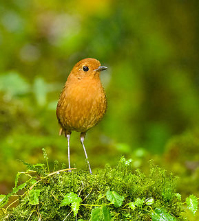 Equatorial antpitta - frontal, Hacienda El Bosque, Colombia This is one of two antpitta species that can potentially be seen at Hacienda El Bosque. The birds are trained to appear by making an attractive setting, a daily juicy worm, and the familiar sounds of an antpitta whisperer. This one took about an hour of luring to make a brief appearance.
https://www.jungledragon.com/image/148816/equatorial_antpitta_hacienda_el_bosque_colombia.html
https://www.jungledragon.com/image/148817/equatorial_antpitta_-_closeup_hacienda_el_bosque_colombia.html
https://www.jungledragon.com/image/148818/equatorial_antpitta_-_foraging_hacienda_el_bosque_colombia.html
The other species is the crescent-faced antpitta, which we did not see and had not appeared for weeks. @DR_M_Z did manage to capture it at this site:

https://www.jungledragon.com/image/92985/crescent-faced_antpitta.html Colombia,Colombia 2022,Equatorial antpitta,Fall,Geotagged,Grallaria saturata,Hacienda El Bosque,South America,World