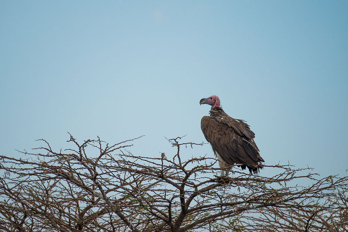 Lappet-faced Vulture in top of Acacia tree, Serengeti North  Africa,Lappet-faced Vulture,Serengeti National Park,Serengeti North,Serengeti area,Tanzania,Torgos tracheliotos