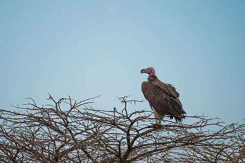 Lappet-faced Vulture in top of Acacia tree, Serengeti North  Africa,Lappet-faced Vulture,Serengeti National Park,Serengeti North,Serengeti area,Tanzania,Torgos tracheliotos