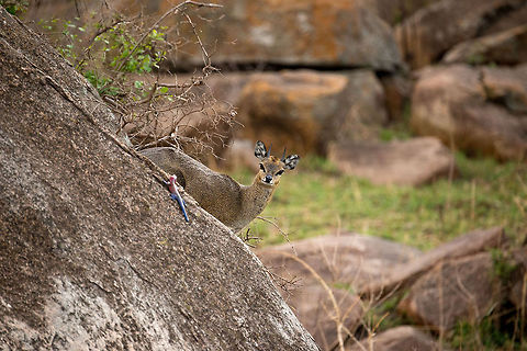 Curious Klipspringer peeks around kopje Rock Agama in the foreground. Africa,Klipspringer,Oreotragus oreotragus,Serengeti National Park,Serengeti North,Serengeti area,Tanzania