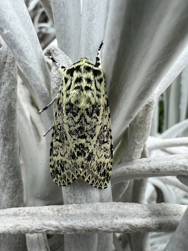 Lichnoptera pollux, Hacienda El Bosque, Colombia Found on the oddly colorless plant Senecio niveoaureus.<br />
<figure class="photo"><a href="https://www.jungledragon.com/image/148476/senecio_niveoaureus_hacienda_el_bosque_colombia.html" title="Senecio niveoaureus, Hacienda El Bosque, Colombia"><img src="https://s3.amazonaws.com/media.jungledragon.com/images/2/148476_thumb.jpg?AWSAccessKeyId=05GMT0V3GWVNE7GGM1R2&Expires=1769040010&Signature=Z%2FQcpD3gHe4aXqgulRdhYaI7fUc%3D" width="200" height="150" alt="Senecio niveoaureus, Hacienda El Bosque, Colombia Spooky colorless plant. Colombia,Colombia 2022,Fall,Geotagged,Hacienda El Bosque,Senecio niveoaureus,South America,World" /></a></figure> Colombia,Colombia 2022,Fall,Geotagged,Hacienda El Bosque,Lichnoptera pollux,South America,World
