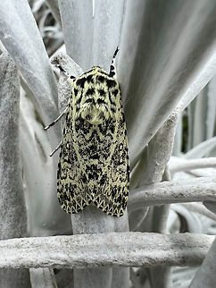 Lichnoptera pollux, Hacienda El Bosque, Colombia Found on the oddly colorless plant Senecio niveoaureus.
https://www.jungledragon.com/image/148476/senecio_niveoaureus_hacienda_el_bosque_colombia.html Colombia,Colombia 2022,Fall,Geotagged,Hacienda El Bosque,Lichnoptera pollux,South America,World