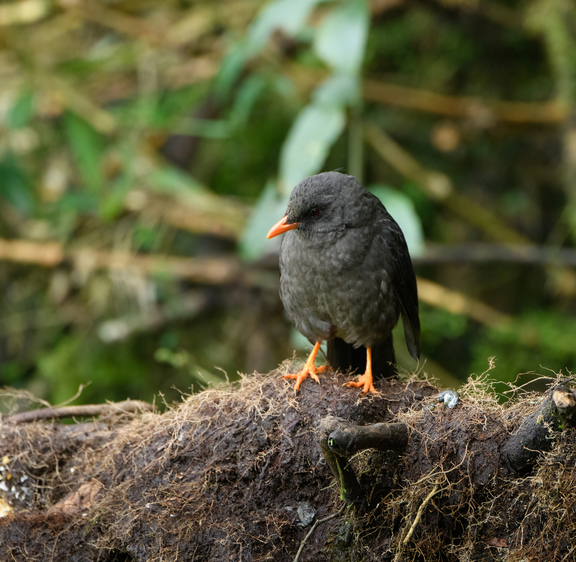 Great thrush (juvenile), Hacienda El Bosque, Colombia  Colombia,Colombia 2022,Fall,Geotagged,Great thrush,Hacienda El Bosque,South America,Turdus fuscater,World