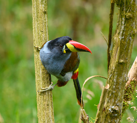 Grey-breasted mountain toucan, Hacienda El Bosque, Colombia Besides the two antpitta species, this is another main attraction at Hacienda El Bosque. This bird can be easily seen up close as they lure it to open places using a stick with grapes on the end.
https://www.jungledragon.com/image/148839/grey-breasted_mountain_toucan_-_side_view_hacienda_el_bosque_colombia.html
https://www.jungledragon.com/image/148838/grey-breasted_mountain_toucan_-_in_tree_hacienda_el_bosque_colombia.html
https://www.jungledragon.com/image/148837/grey-breasted_mountain_toucan_-_probing_hacienda_el_bosque_colombia.html
https://www.jungledragon.com/image/148836/grey-breasted_mountain_toucan_-_perched_hacienda_el_bosque_colombia.html Andigena hypoglauca,Colombia,Colombia 2022,Fall,Geotagged,Grey-breasted mountain toucan,Hacienda El Bosque,South America,World