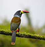 Grey-breasted mountain toucan - perched, Hacienda El Bosque, Colombia Besides the two antpitta species, this is another main attraction at Hacienda El Bosque. This bird can be easily seen up close as they lure it to open places using a stick with grapes on the end.<br />
https://www.jungledragon.com/image/148835/grey-breasted_mountain_toucan_hacienda_el_bosque_colombia.html<br />
https://www.jungledragon.com/image/148839/grey-breasted_mountain_toucan_-_side_view_hacienda_el_bosque_colombia.html<br />
https://www.jungledragon.com/image/148838/grey-breasted_mountain_toucan_-_in_tree_hacienda_el_bosque_colombia.html<br />
https://www.jungledragon.com/image/148837/grey-breasted_mountain_toucan_-_probing_hacienda_el_bosque_colombia.html Andigena hypoglauca,Colombia,Colombia 2022,Fall,Geotagged,Grey-breasted mountain toucan,Hacienda El Bosque,South America,World