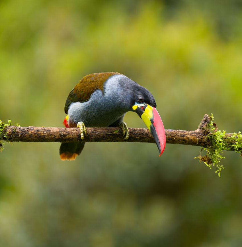 Grey-breasted mountain toucan - probing, Hacienda El Bosque, Colombia Besides the two antpitta species, this is another main attraction at Hacienda El Bosque. This bird can be easily seen up close as they lure it to open places using a stick with grapes on the end.<br />
<figure class="photo"><a href="https://www.jungledragon.com/image/148835/grey-breasted_mountain_toucan_hacienda_el_bosque_colombia.html" title="Grey-breasted mountain toucan, Hacienda El Bosque, Colombia"><img src="https://s3.amazonaws.com/media.jungledragon.com/images/2/148835_thumb.jpg?AWSAccessKeyId=05GMT0V3GWVNE7GGM1R2&Expires=1759968010&Signature=a7FOVId6elqe9xfnXHFDNCViPC8%3D" width="200" height="182" alt="Grey-breasted mountain toucan, Hacienda El Bosque, Colombia Besides the two antpitta species, this is another main attraction at Hacienda El Bosque. This bird can be easily seen up close as they lure it to open places using a stick with grapes on the end.<br />
https://www.jungledragon.com/image/148839/grey-breasted_mountain_toucan_-_side_view_hacienda_el_bosque_colombia.html<br />
https://www.jungledragon.com/image/148838/grey-breasted_mountain_toucan_-_in_tree_hacienda_el_bosque_colombia.html<br />
https://www.jungledragon.com/image/148837/grey-breasted_mountain_toucan_-_probing_hacienda_el_bosque_colombia.html<br />
https://www.jungledragon.com/image/148836/grey-breasted_mountain_toucan_-_perched_hacienda_el_bosque_colombia.html Andigena hypoglauca,Colombia,Colombia 2022,Fall,Geotagged,Grey-breasted mountain toucan,Hacienda El Bosque,South America,World" /></a></figure><br />
<figure class="photo"><a href="https://www.jungledragon.com/image/148839/grey-breasted_mountain_toucan_-_side_view_hacienda_el_bosque_colombia.html" title="Grey-breasted mountain toucan - side view, Hacienda El Bosque, Colombia"><img src="https://s3.amazonaws.com/media.jungledragon.com/images/2/148839_thumb.jpg?AWSAccessKeyId=05GMT0V3GWVNE7GGM1R2&Expires=1759968010&Signature=XbMsRdZTGjWBJ%2FhS%2B8QjUyQJDsA%3D" width="200" height="134" alt="Grey-breasted mountain toucan - side view, Hacienda El Bosque, Colombia Besides the two antpitta species, this is another main attraction at Hacienda El Bosque. This bird can be easily seen up close as they lure it to open places using a stick with grapes on the end.<br />
https://www.jungledragon.com/image/148835/grey-breasted_mountain_toucan_hacienda_el_bosque_colombia.html<br />
https://www.jungledragon.com/image/148838/grey-breasted_mountain_toucan_-_in_tree_hacienda_el_bosque_colombia.html<br />
https://www.jungledragon.com/image/148837/grey-breasted_mountain_toucan_-_probing_hacienda_el_bosque_colombia.html<br />
https://www.jungledragon.com/image/148836/grey-breasted_mountain_toucan_-_perched_hacienda_el_bosque_colombia.html Andigena hypoglauca,Colombia,Colombia 2022,Fall,Geotagged,Grey-breasted mountain toucan,Hacienda El Bosque,South America,World" /></a></figure><br />
<figure class="photo"><a href="https://www.jungledragon.com/image/148838/grey-breasted_mountain_toucan_-_in_tree_hacienda_el_bosque_colombia.html" title="Grey-breasted mountain toucan - in tree, Hacienda El Bosque, Colombia"><img src="https://s3.amazonaws.com/media.jungledragon.com/images/2/148838_thumb.jpg?AWSAccessKeyId=05GMT0V3GWVNE7GGM1R2&Expires=1759968010&Signature=XFXiNissW37rAjn1g%2F%2BtQGIYFrc%3D" width="200" height="134" alt="Grey-breasted mountain toucan - in tree, Hacienda El Bosque, Colombia Besides the two antpitta species, this is another main attraction at Hacienda El Bosque. This bird can be easily seen up close as they lure it to open places using a stick with grapes on the end.<br />
https://www.jungledragon.com/image/148835/grey-breasted_mountain_toucan_hacienda_el_bosque_colombia.html<br />
https://www.jungledragon.com/image/148839/grey-breasted_mountain_toucan_-_side_view_hacienda_el_bosque_colombia.html<br />
https://www.jungledragon.com/image/148837/grey-breasted_mountain_toucan_-_probing_hacienda_el_bosque_colombia.html<br />
https://www.jungledragon.com/image/148836/grey-breasted_mountain_toucan_-_perched_hacienda_el_bosque_colombia.html Andigena hypoglauca,Colombia,Colombia 2022,Fall,Geotagged,Grey-breasted mountain toucan,Hacienda El Bosque,South America,World" /></a></figure><br />
<figure class="photo"><a href="https://www.jungledragon.com/image/148836/grey-breasted_mountain_toucan_-_perched_hacienda_el_bosque_colombia.html" title="Grey-breasted mountain toucan - perched, Hacienda El Bosque, Colombia"><img src="https://s3.amazonaws.com/media.jungledragon.com/images/2/148836_thumb.jpg?AWSAccessKeyId=05GMT0V3GWVNE7GGM1R2&Expires=1759968010&Signature=Hc4JMEj2epcMNvuQ6qwRf0L%2FLD4%3D" width="146" height="152" alt="Grey-breasted mountain toucan - perched, Hacienda El Bosque, Colombia Besides the two antpitta species, this is another main attraction at Hacienda El Bosque. This bird can be easily seen up close as they lure it to open places using a stick with grapes on the end.<br />
https://www.jungledragon.com/image/148835/grey-breasted_mountain_toucan_hacienda_el_bosque_colombia.html<br />
https://www.jungledragon.com/image/148839/grey-breasted_mountain_toucan_-_side_view_hacienda_el_bosque_colombia.html<br />
https://www.jungledragon.com/image/148838/grey-breasted_mountain_toucan_-_in_tree_hacienda_el_bosque_colombia.html<br />
https://www.jungledragon.com/image/148837/grey-breasted_mountain_toucan_-_probing_hacienda_el_bosque_colombia.html Andigena hypoglauca,Colombia,Colombia 2022,Fall,Geotagged,Grey-breasted mountain toucan,Hacienda El Bosque,South America,World" /></a></figure> Andigena hypoglauca,Colombia,Colombia 2022,Fall,Geotagged,Grey-breasted mountain toucan,Hacienda El Bosque,South America,World