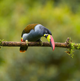 Grey-breasted mountain toucan - probing, Hacienda El Bosque, Colombia Besides the two antpitta species, this is another main attraction at Hacienda El Bosque. This bird can be easily seen up close as they lure it to open places using a stick with grapes on the end.
https://www.jungledragon.com/image/148835/grey-breasted_mountain_toucan_hacienda_el_bosque_colombia.html
https://www.jungledragon.com/image/148839/grey-breasted_mountain_toucan_-_side_view_hacienda_el_bosque_colombia.html
https://www.jungledragon.com/image/148838/grey-breasted_mountain_toucan_-_in_tree_hacienda_el_bosque_colombia.html
https://www.jungledragon.com/image/148836/grey-breasted_mountain_toucan_-_perched_hacienda_el_bosque_colombia.html Andigena hypoglauca,Colombia,Colombia 2022,Fall,Geotagged,Grey-breasted mountain toucan,Hacienda El Bosque,South America,World