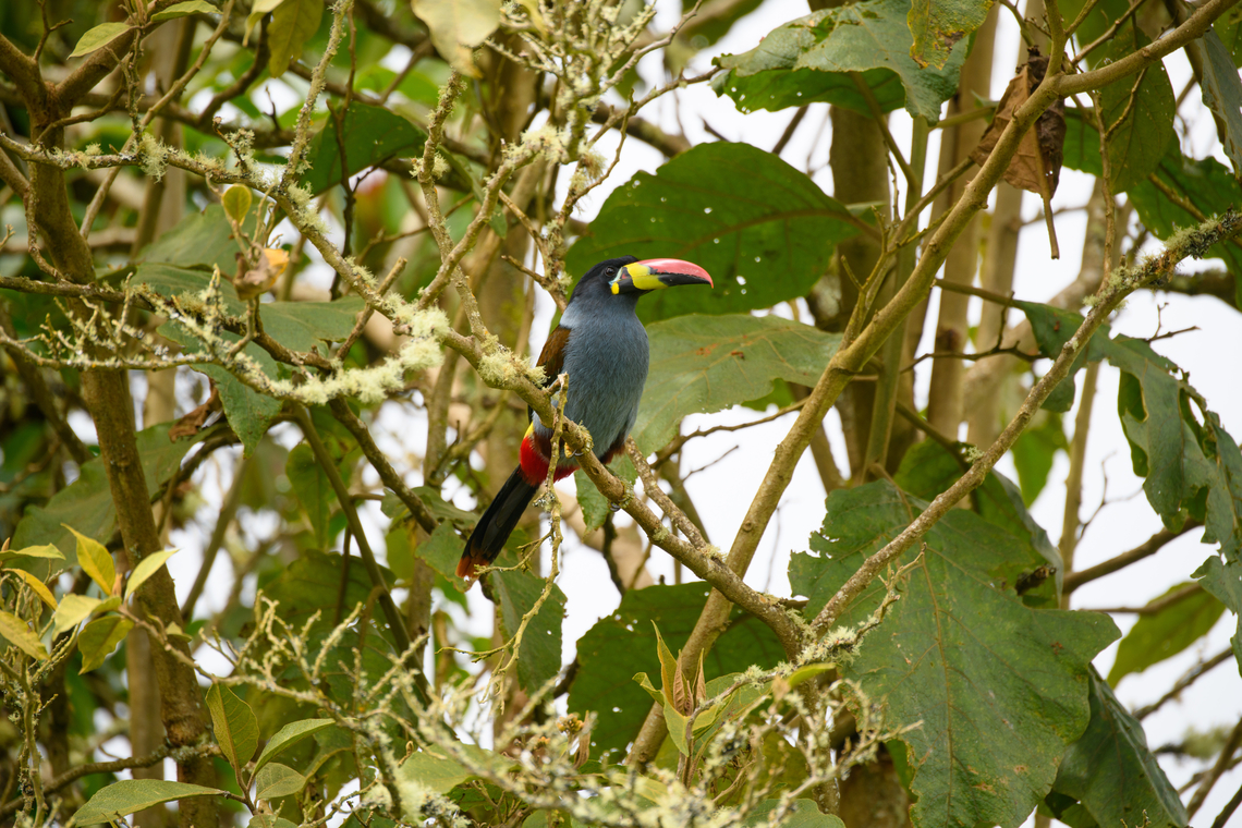 Grey-breasted mountain toucan - in tree, Hacienda El Bosque, Colombia Besides the two antpitta species, this is another main attraction at Hacienda El Bosque. This bird can be easily seen up close as they lure it to open places using a stick with grapes on the end.<br />
<figure class="photo"><a href="https://www.jungledragon.com/image/148835/grey-breasted_mountain_toucan_hacienda_el_bosque_colombia.html" title="Grey-breasted mountain toucan, Hacienda El Bosque, Colombia"><img src="https://s3.amazonaws.com/media.jungledragon.com/images/2/148835_thumb.jpg?AWSAccessKeyId=05GMT0V3GWVNE7GGM1R2&Expires=1759968010&Signature=a7FOVId6elqe9xfnXHFDNCViPC8%3D" width="200" height="182" alt="Grey-breasted mountain toucan, Hacienda El Bosque, Colombia Besides the two antpitta species, this is another main attraction at Hacienda El Bosque. This bird can be easily seen up close as they lure it to open places using a stick with grapes on the end.<br />
https://www.jungledragon.com/image/148839/grey-breasted_mountain_toucan_-_side_view_hacienda_el_bosque_colombia.html<br />
https://www.jungledragon.com/image/148838/grey-breasted_mountain_toucan_-_in_tree_hacienda_el_bosque_colombia.html<br />
https://www.jungledragon.com/image/148837/grey-breasted_mountain_toucan_-_probing_hacienda_el_bosque_colombia.html<br />
https://www.jungledragon.com/image/148836/grey-breasted_mountain_toucan_-_perched_hacienda_el_bosque_colombia.html Andigena hypoglauca,Colombia,Colombia 2022,Fall,Geotagged,Grey-breasted mountain toucan,Hacienda El Bosque,South America,World" /></a></figure><br />
<figure class="photo"><a href="https://www.jungledragon.com/image/148839/grey-breasted_mountain_toucan_-_side_view_hacienda_el_bosque_colombia.html" title="Grey-breasted mountain toucan - side view, Hacienda El Bosque, Colombia"><img src="https://s3.amazonaws.com/media.jungledragon.com/images/2/148839_thumb.jpg?AWSAccessKeyId=05GMT0V3GWVNE7GGM1R2&Expires=1759968010&Signature=XbMsRdZTGjWBJ%2FhS%2B8QjUyQJDsA%3D" width="200" height="134" alt="Grey-breasted mountain toucan - side view, Hacienda El Bosque, Colombia Besides the two antpitta species, this is another main attraction at Hacienda El Bosque. This bird can be easily seen up close as they lure it to open places using a stick with grapes on the end.<br />
https://www.jungledragon.com/image/148835/grey-breasted_mountain_toucan_hacienda_el_bosque_colombia.html<br />
https://www.jungledragon.com/image/148838/grey-breasted_mountain_toucan_-_in_tree_hacienda_el_bosque_colombia.html<br />
https://www.jungledragon.com/image/148837/grey-breasted_mountain_toucan_-_probing_hacienda_el_bosque_colombia.html<br />
https://www.jungledragon.com/image/148836/grey-breasted_mountain_toucan_-_perched_hacienda_el_bosque_colombia.html Andigena hypoglauca,Colombia,Colombia 2022,Fall,Geotagged,Grey-breasted mountain toucan,Hacienda El Bosque,South America,World" /></a></figure><br />
<figure class="photo"><a href="https://www.jungledragon.com/image/148837/grey-breasted_mountain_toucan_-_probing_hacienda_el_bosque_colombia.html" title="Grey-breasted mountain toucan - probing, Hacienda El Bosque, Colombia"><img src="https://s3.amazonaws.com/media.jungledragon.com/images/2/148837_thumb.jpg?AWSAccessKeyId=05GMT0V3GWVNE7GGM1R2&Expires=1759968010&Signature=%2FGxSVlWF0JDJp01cWIC9o3da1bE%3D" width="150" height="152" alt="Grey-breasted mountain toucan - probing, Hacienda El Bosque, Colombia Besides the two antpitta species, this is another main attraction at Hacienda El Bosque. This bird can be easily seen up close as they lure it to open places using a stick with grapes on the end.<br />
https://www.jungledragon.com/image/148835/grey-breasted_mountain_toucan_hacienda_el_bosque_colombia.html<br />
https://www.jungledragon.com/image/148839/grey-breasted_mountain_toucan_-_side_view_hacienda_el_bosque_colombia.html<br />
https://www.jungledragon.com/image/148838/grey-breasted_mountain_toucan_-_in_tree_hacienda_el_bosque_colombia.html<br />
https://www.jungledragon.com/image/148836/grey-breasted_mountain_toucan_-_perched_hacienda_el_bosque_colombia.html Andigena hypoglauca,Colombia,Colombia 2022,Fall,Geotagged,Grey-breasted mountain toucan,Hacienda El Bosque,South America,World" /></a></figure><br />
<figure class="photo"><a href="https://www.jungledragon.com/image/148836/grey-breasted_mountain_toucan_-_perched_hacienda_el_bosque_colombia.html" title="Grey-breasted mountain toucan - perched, Hacienda El Bosque, Colombia"><img src="https://s3.amazonaws.com/media.jungledragon.com/images/2/148836_thumb.jpg?AWSAccessKeyId=05GMT0V3GWVNE7GGM1R2&Expires=1759968010&Signature=Hc4JMEj2epcMNvuQ6qwRf0L%2FLD4%3D" width="146" height="152" alt="Grey-breasted mountain toucan - perched, Hacienda El Bosque, Colombia Besides the two antpitta species, this is another main attraction at Hacienda El Bosque. This bird can be easily seen up close as they lure it to open places using a stick with grapes on the end.<br />
https://www.jungledragon.com/image/148835/grey-breasted_mountain_toucan_hacienda_el_bosque_colombia.html<br />
https://www.jungledragon.com/image/148839/grey-breasted_mountain_toucan_-_side_view_hacienda_el_bosque_colombia.html<br />
https://www.jungledragon.com/image/148838/grey-breasted_mountain_toucan_-_in_tree_hacienda_el_bosque_colombia.html<br />
https://www.jungledragon.com/image/148837/grey-breasted_mountain_toucan_-_probing_hacienda_el_bosque_colombia.html Andigena hypoglauca,Colombia,Colombia 2022,Fall,Geotagged,Grey-breasted mountain toucan,Hacienda El Bosque,South America,World" /></a></figure> Andigena hypoglauca,Colombia,Colombia 2022,Fall,Geotagged,Grey-breasted mountain toucan,Hacienda El Bosque,South America,World