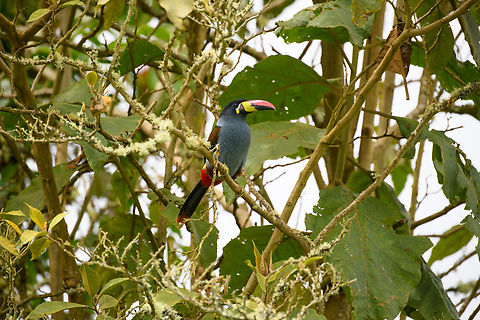 Grey-breasted mountain toucan - in tree, Hacienda El Bosque, Colombia Besides the two antpitta species, this is another main attraction at Hacienda El Bosque. This bird can be easily seen up close as they lure it to open places using a stick with grapes on the end.
https://www.jungledragon.com/image/148835/grey-breasted_mountain_toucan_hacienda_el_bosque_colombia.html
https://www.jungledragon.com/image/148839/grey-breasted_mountain_toucan_-_side_view_hacienda_el_bosque_colombia.html
https://www.jungledragon.com/image/148837/grey-breasted_mountain_toucan_-_probing_hacienda_el_bosque_colombia.html
https://www.jungledragon.com/image/148836/grey-breasted_mountain_toucan_-_perched_hacienda_el_bosque_colombia.html Andigena hypoglauca,Colombia,Colombia 2022,Fall,Geotagged,Grey-breasted mountain toucan,Hacienda El Bosque,South America,World
