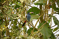 Grey-breasted mountain toucan - in tree, Hacienda El Bosque, Colombia Besides the two antpitta species, this is another main attraction at Hacienda El Bosque. This bird can be easily seen up close as they lure it to open places using a stick with grapes on the end.<br />
https://www.jungledragon.com/image/148835/grey-breasted_mountain_toucan_hacienda_el_bosque_colombia.html<br />
https://www.jungledragon.com/image/148839/grey-breasted_mountain_toucan_-_side_view_hacienda_el_bosque_colombia.html<br />
https://www.jungledragon.com/image/148837/grey-breasted_mountain_toucan_-_probing_hacienda_el_bosque_colombia.html<br />
https://www.jungledragon.com/image/148836/grey-breasted_mountain_toucan_-_perched_hacienda_el_bosque_colombia.html Andigena hypoglauca,Colombia,Colombia 2022,Fall,Geotagged,Grey-breasted mountain toucan,Hacienda El Bosque,South America,World