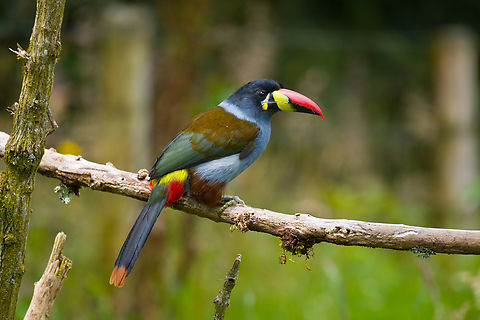 Grey-breasted mountain toucan - side view, Hacienda El Bosque, Colombia Besides the two antpitta species, this is another main attraction at Hacienda El Bosque. This bird can be easily seen up close as they lure it to open places using a stick with grapes on the end.
https://www.jungledragon.com/image/148835/grey-breasted_mountain_toucan_hacienda_el_bosque_colombia.html
https://www.jungledragon.com/image/148838/grey-breasted_mountain_toucan_-_in_tree_hacienda_el_bosque_colombia.html
https://www.jungledragon.com/image/148837/grey-breasted_mountain_toucan_-_probing_hacienda_el_bosque_colombia.html
https://www.jungledragon.com/image/148836/grey-breasted_mountain_toucan_-_perched_hacienda_el_bosque_colombia.html Andigena hypoglauca,Colombia,Colombia 2022,Fall,Geotagged,Grey-breasted mountain toucan,Hacienda El Bosque,South America,World