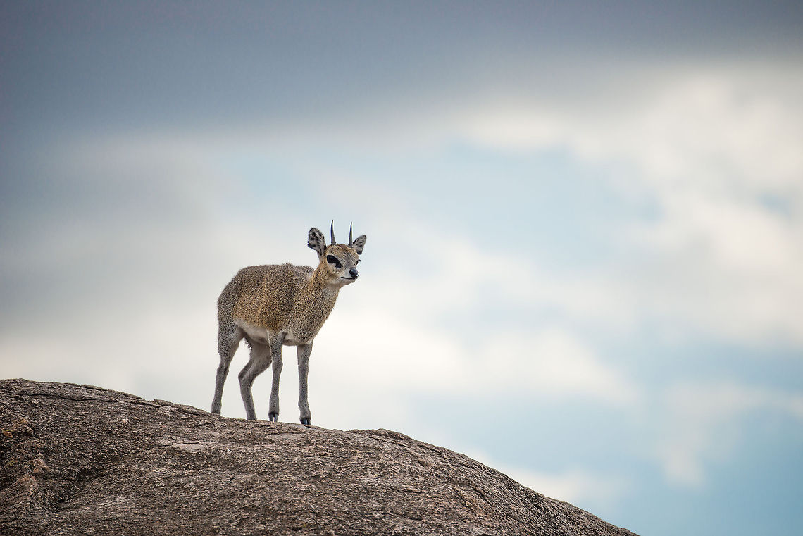 Klipspringer on top of kopje, Serengeti North  Africa,Klipspringer,Oreotragus oreotragus,Serengeti National Park,Serengeti North,Serengeti area,Tanzania