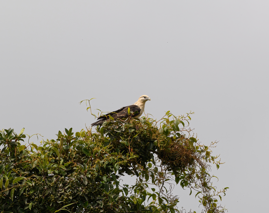 Yellow-headed caracara, Hacienda El Bosque, Colombia  Colombia,Colombia 2022,Fall,Geotagged,Hacienda El Bosque,Milvago chimachima,South America,World,Yellow-headed caracara