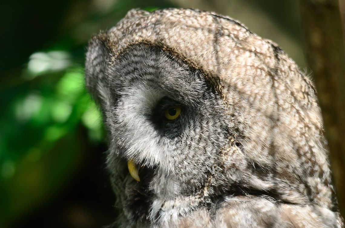 Great Grey Owl head closeup In my mind one of the most beautiful creatures around. It&#039;s head acts like a giant radar screen for ultra sensitive hearing. Its wings have special feathers to make for a silent flight. Another fun fact: this owl looks huge but in reality it is incredibly thin and skinny. It just has a lot of fur. Great Grey Owl,Owl,Rhenen Zoo,Strigiformes,Strix nebulosa,Zoo