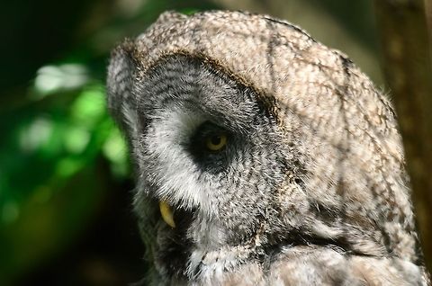 Great Grey Owl head closeup In my mind one of the most beautiful creatures around. It's head acts like a giant radar screen for ultra sensitive hearing. Its wings have special feathers to make for a silent flight. Another fun fact: this owl looks huge but in reality it is incredibly thin and skinny. It just has a lot of fur. Great Grey Owl,Owl,Rhenen Zoo,Strigiformes,Strix nebulosa,Zoo