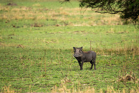 Warthog, Serengeti North Captured in what is usually their only pose: staring at you from a great distance. Africa,Phacochoerus africanus,Serengeti National Park,Serengeti North,Serengeti area,Tanzania,Warthog